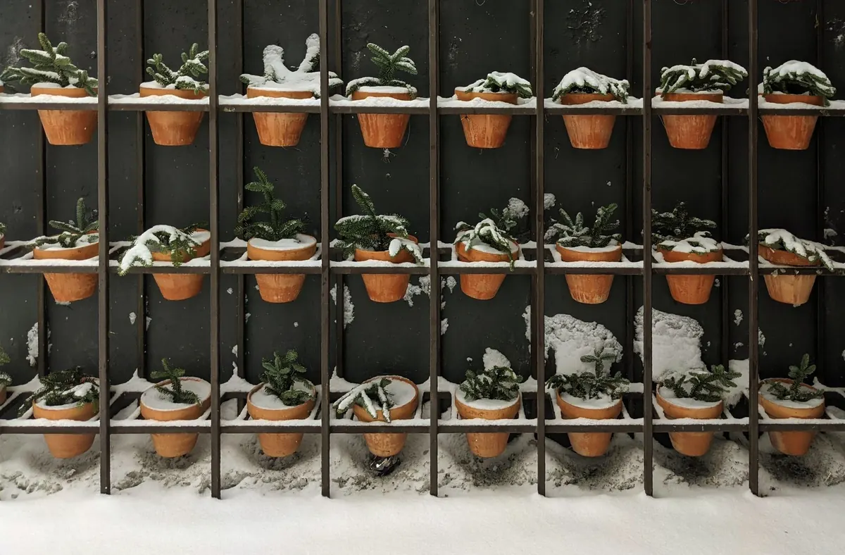 Winter Containers: How to Keep Pots Looking Good Through the Cold